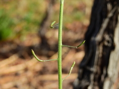 Descurainia pimpinellifolia