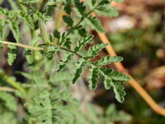 Descurainia pimpinellifolia