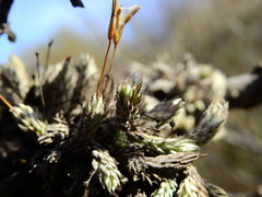 Tillandsia pedicellata