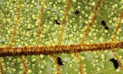 Trichocladus crinitus