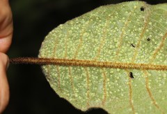 Trichocladus crinitus