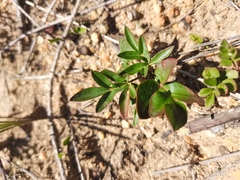 Pelargonium reflexipetalum
