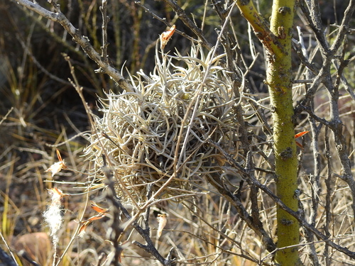 Tillandsia andicola, photograph 3