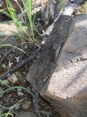 Agama anchietae