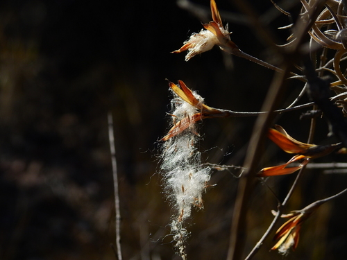 Tillandsia andicola, photograph 4
