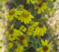 Senecio ilicifolius