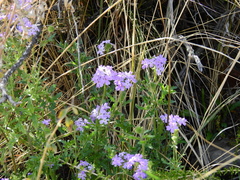 Glandularia mendocina