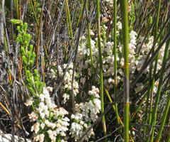 Erica glomiflora glomiflora