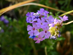 Glandularia mendocina