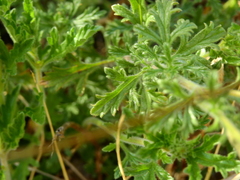 Glandularia mendocina