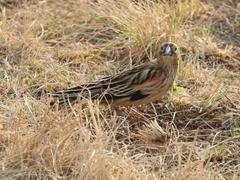 Euplectes progne progne