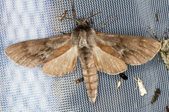 Lapara coniferarum