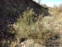 Hualania colletioides