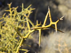 Hualania colletioides