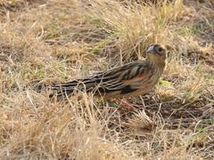 Euplectes progne progne