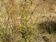 Hualania colletioides