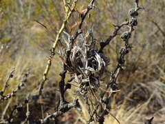 Tillandsia capillaris