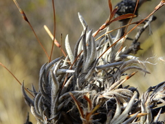 Tillandsia capillaris