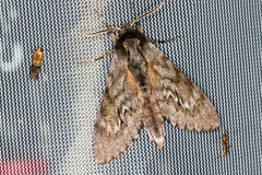 Lapara coniferarum