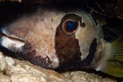 Diodon liturosus