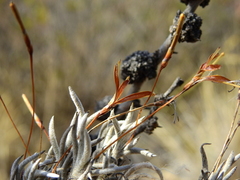 Tillandsia capillaris