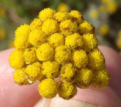 Helichrysum anomalum