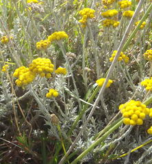 Helichrysum anomalum