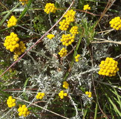 Helichrysum anomalum