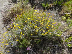 Helichrysum anomalum