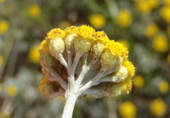 Helichrysum anomalum