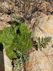 Pelargonium pillansii