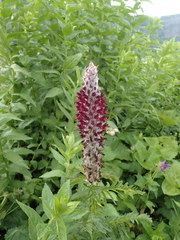 Pedicularis atropurpurea