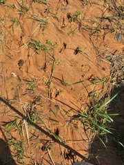 Tragelaphus sylvaticus sylvaticus