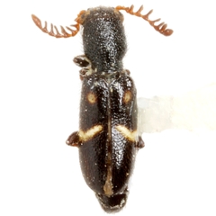 Neocallotillus elegans