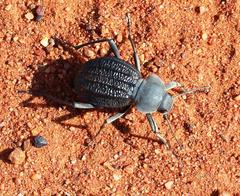 Somaticus