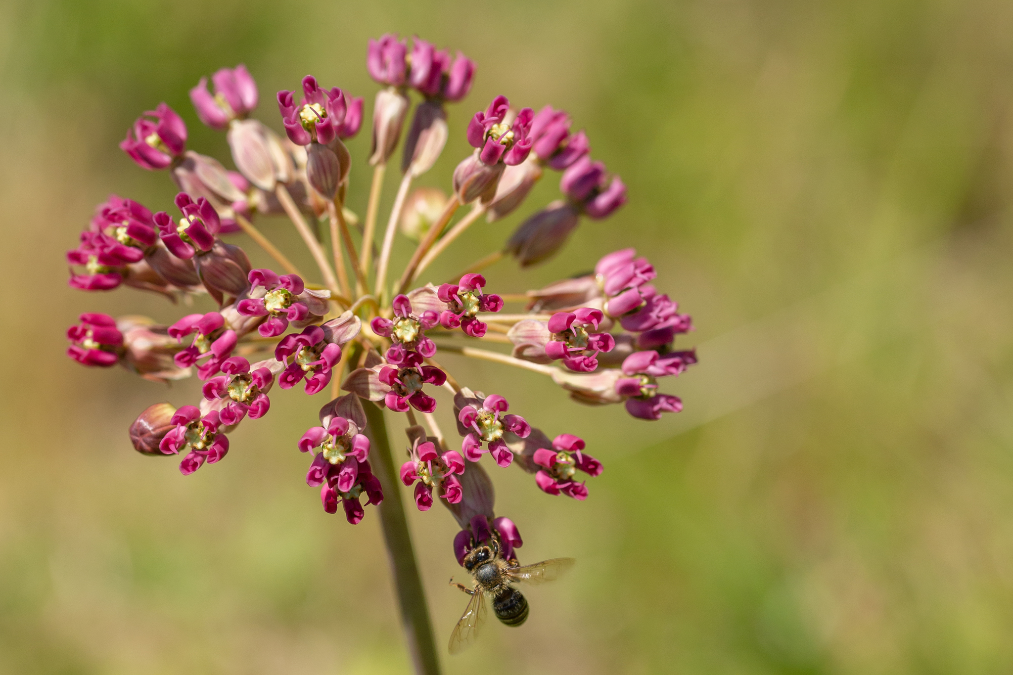 Asclepias amplexicaulis