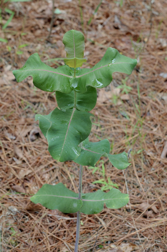 Asclepias amplexicaulis