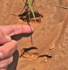 Tragelaphus sylvaticus sylvaticus