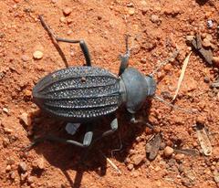 Somaticus