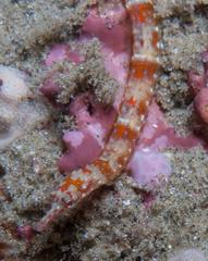 Corythoichthys flavofasciatus