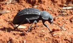 Somaticus