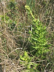Alectra sessiliflora