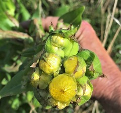 Alectra sessiliflora