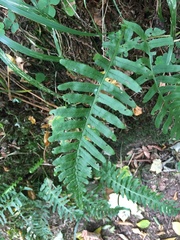Polypodium