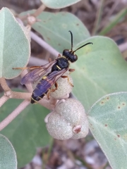 Cerceris bicornuta