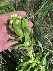 Alectra sessiliflora