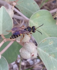 Cerceris bicornuta