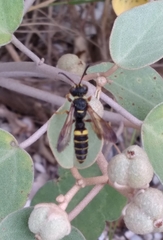 Cerceris bicornuta