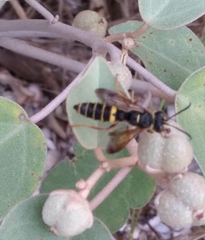 Cerceris bicornuta