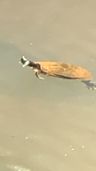 Deirochelyinae